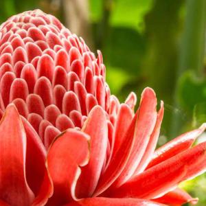 icon Spring & Exotic